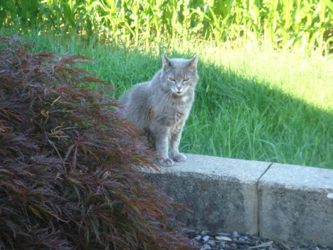 Picture of a cat / kitten / feline