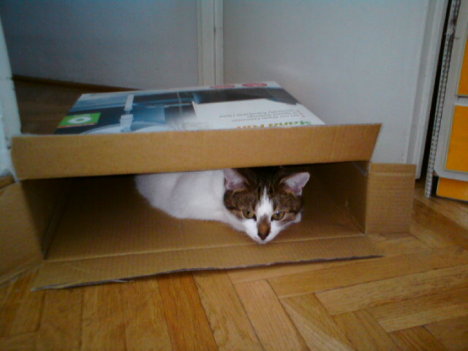 Picture of a cat / kitten / feline