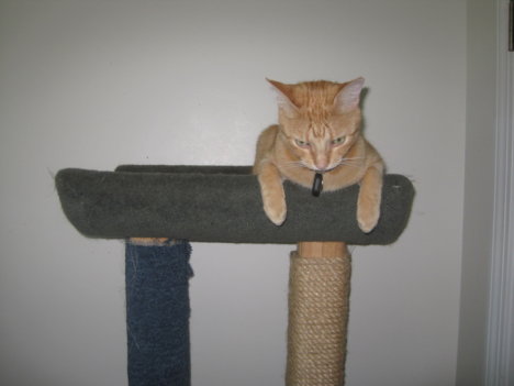 Picture of a cat / kitten / feline