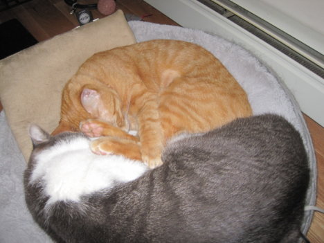 Picture of a cat / kitten / feline