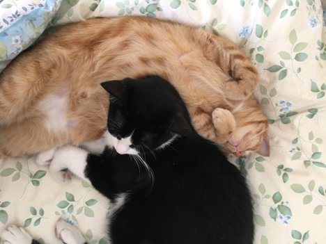 Picture of a cat / kitten / feline