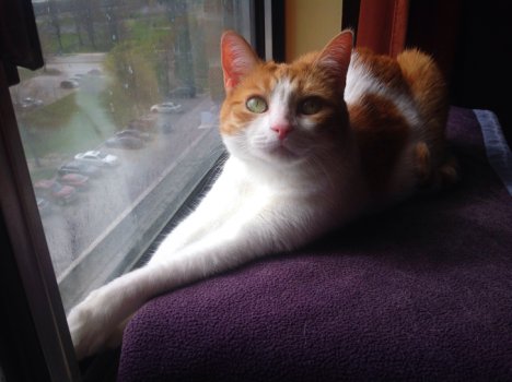 Picture of a cat / kitten / feline