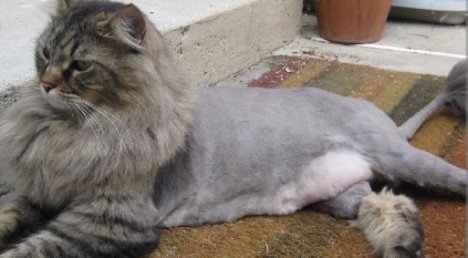 Picture of a cat / kitten / feline