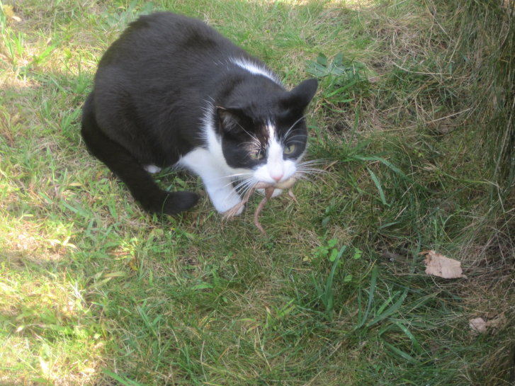 Picture of a cat / kitten / feline