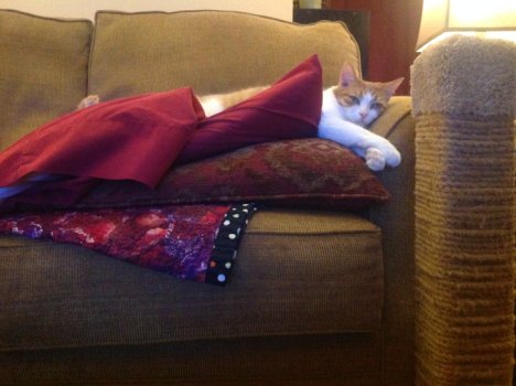 Picture of a cat / kitten / feline