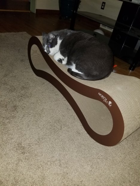 Picture of a cat / kitten / feline