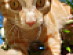 View full size picture