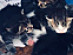 View full size picture