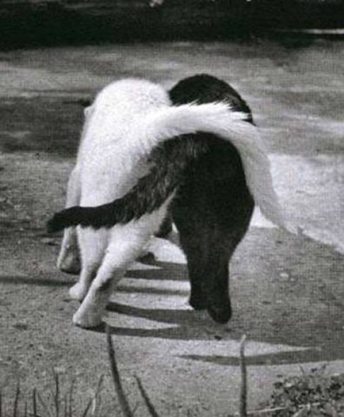 Picture of a cat / kitten / feline