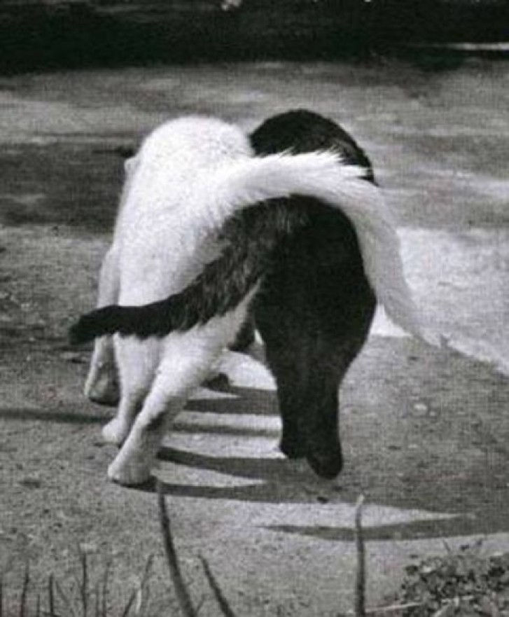 Picture of a cat / kitten / feline