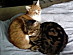 View full size picture