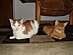 View full size picture