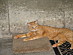 View full size picture