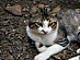 View full size picture