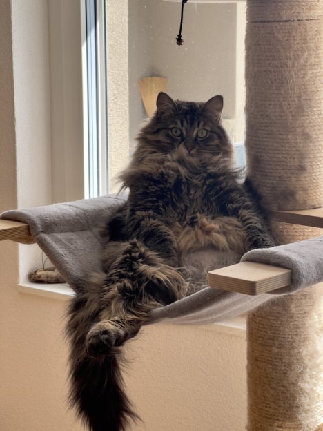 Picture of a cat / kitten / feline