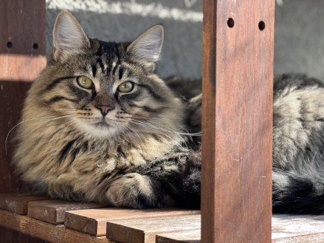 Picture of a cat / kitten / feline