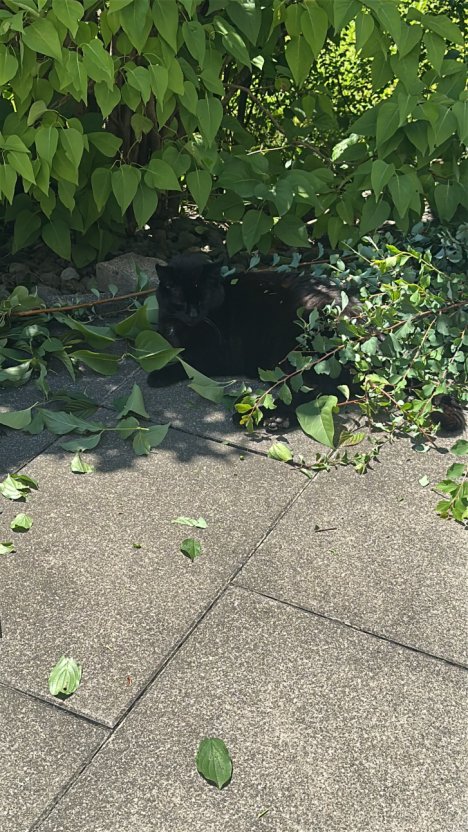 Picture of a cat / kitten / feline