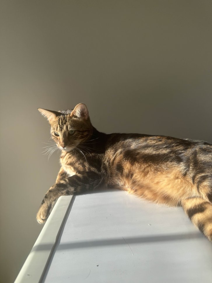 Picture of a cat / kitten / feline