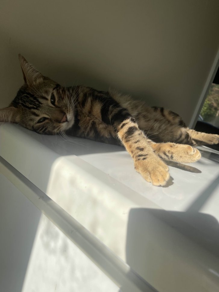 Picture of a cat / kitten / feline