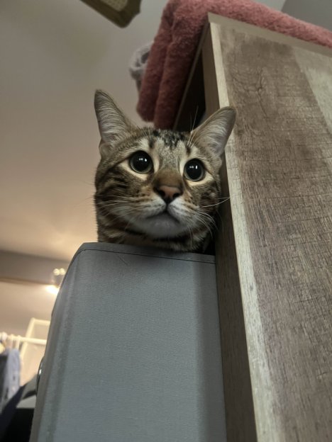 Picture of a cat / kitten / feline