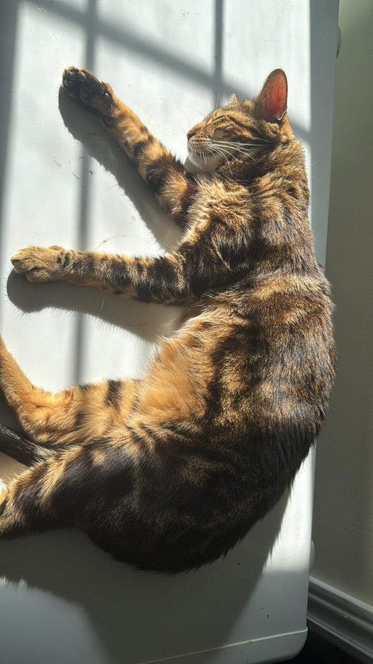 Picture of a cat / kitten / feline