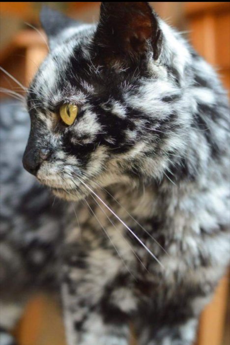 Picture of a cat / kitten / feline