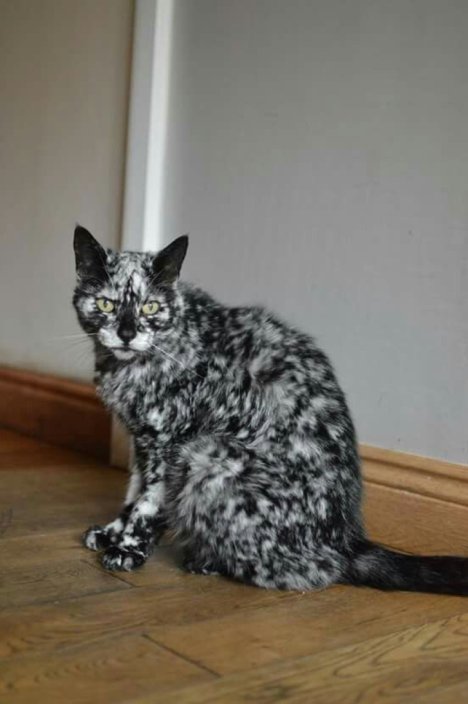 Picture of a cat / kitten / feline