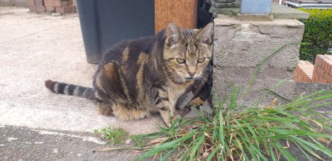 Picture of a cat / kitten / feline