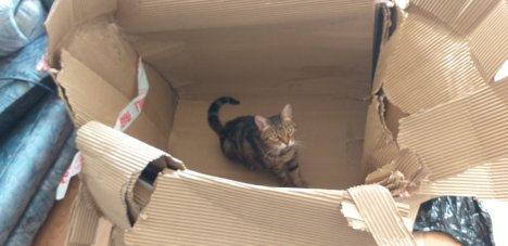 Picture of a cat / kitten / feline