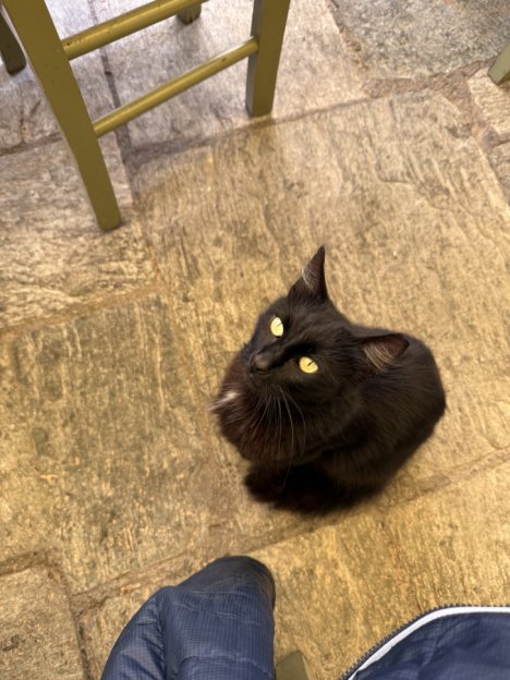 Picture of a cat / kitten / feline
