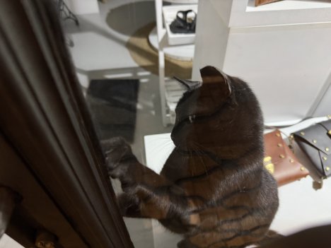 Picture of a cat / kitten / feline
