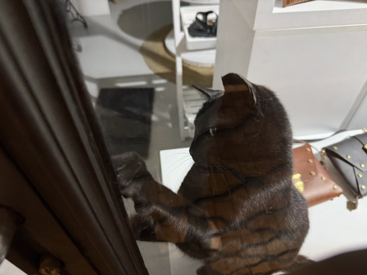 Picture of a cat / kitten / feline