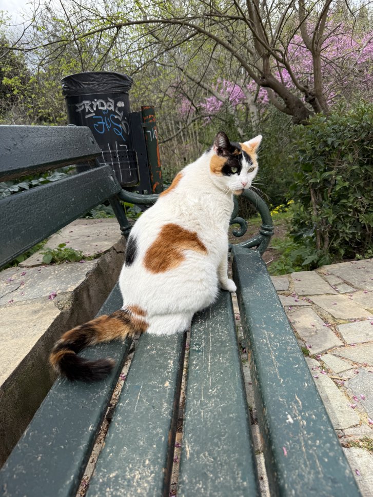 Picture of a cat / kitten / feline