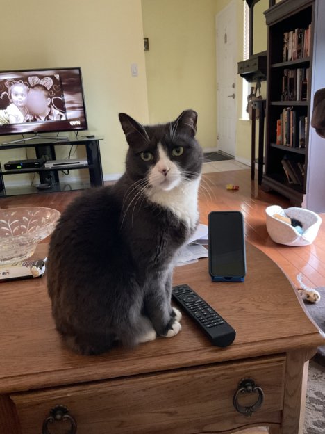 Picture of a cat / kitten / feline