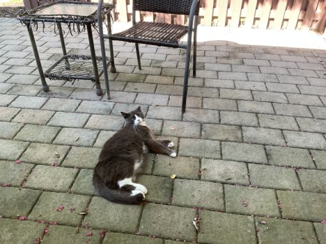 Picture of a cat / kitten / feline