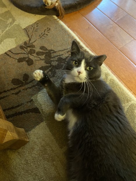 Picture of a cat / kitten / feline