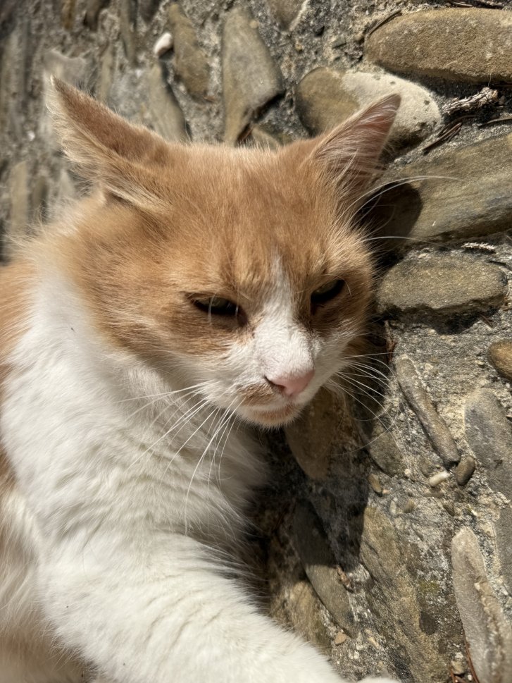 Picture of a cat / kitten / feline