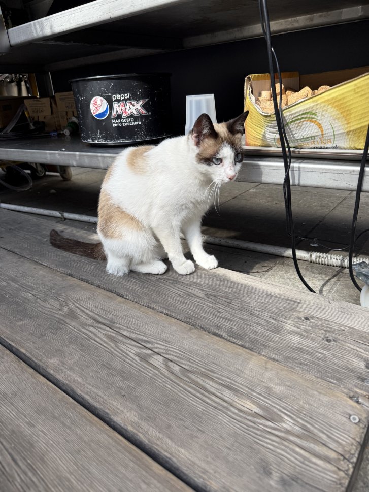 Picture of a cat / kitten / feline