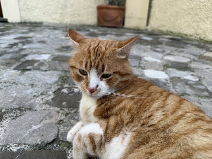 Picture of a cat / kitten / feline