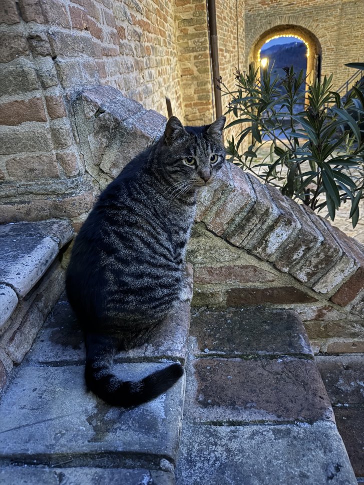 Picture of a cat / kitten / feline