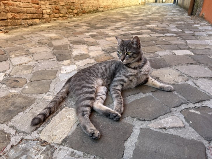 Picture of a cat / kitten / feline