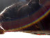 View full size picture