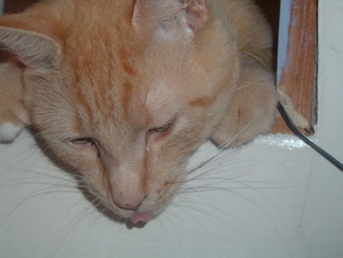 Picture of a cat / kitten / feline