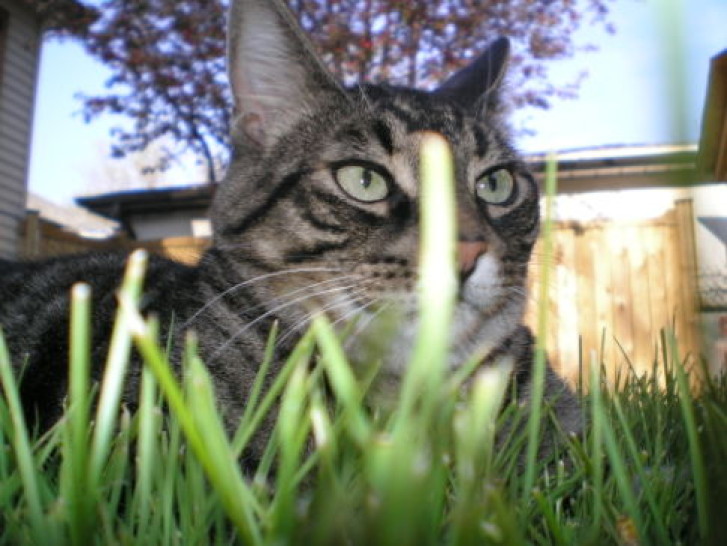 Picture of a cat / kitten / feline