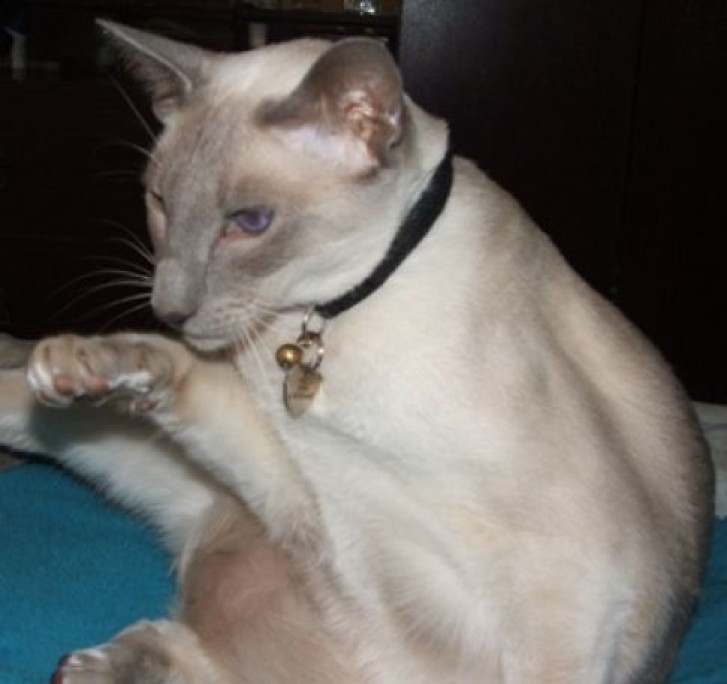 Picture of a cat / kitten / feline