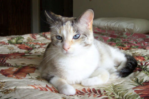 Picture of a cat / kitten / feline