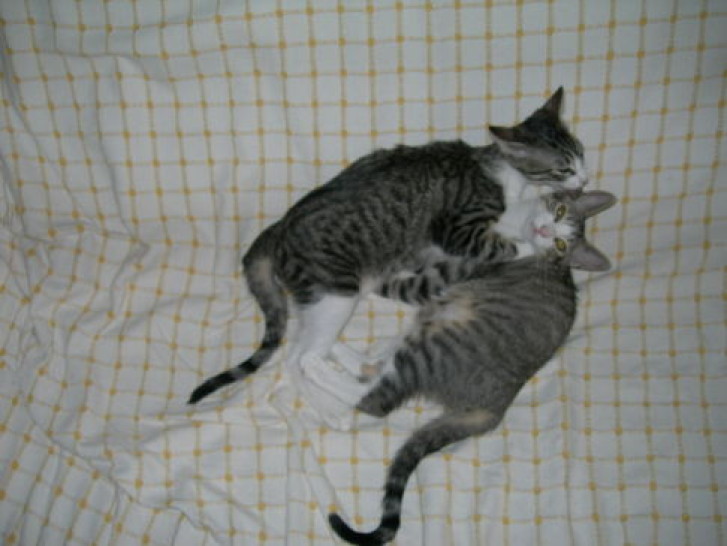 Picture of a cat / kitten / feline