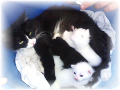 Picture of a cat / kitten / feline