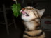 View full size picture