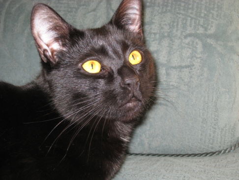 Picture of a cat / kitten / feline